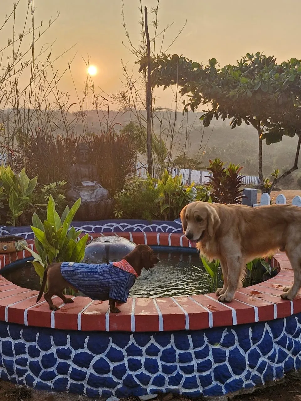 dog in water