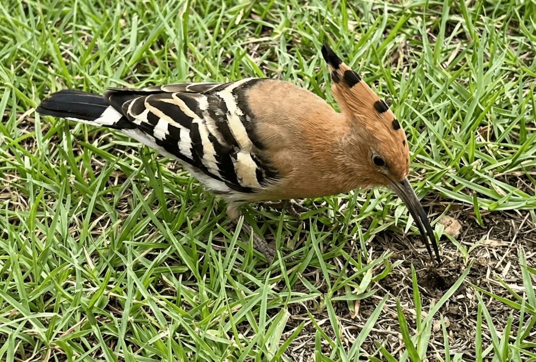 Gemini_Generated_Image_2qmgdk2qmgdk2qmg