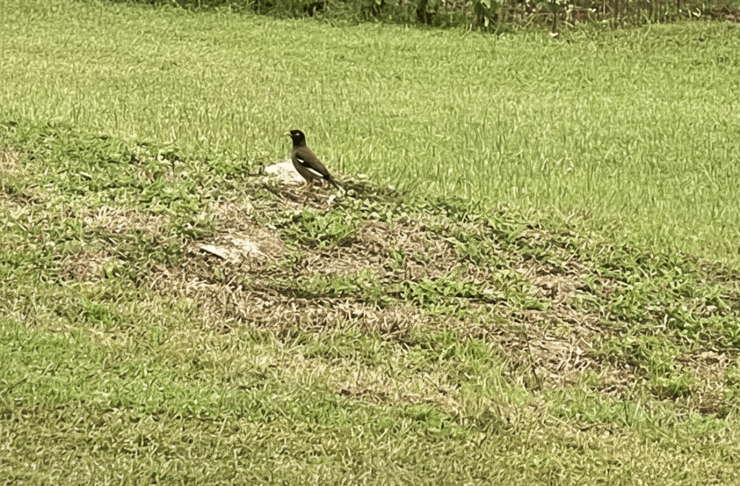 Gemini_Generated_Image_mz4qxbmz4qxbmz4q