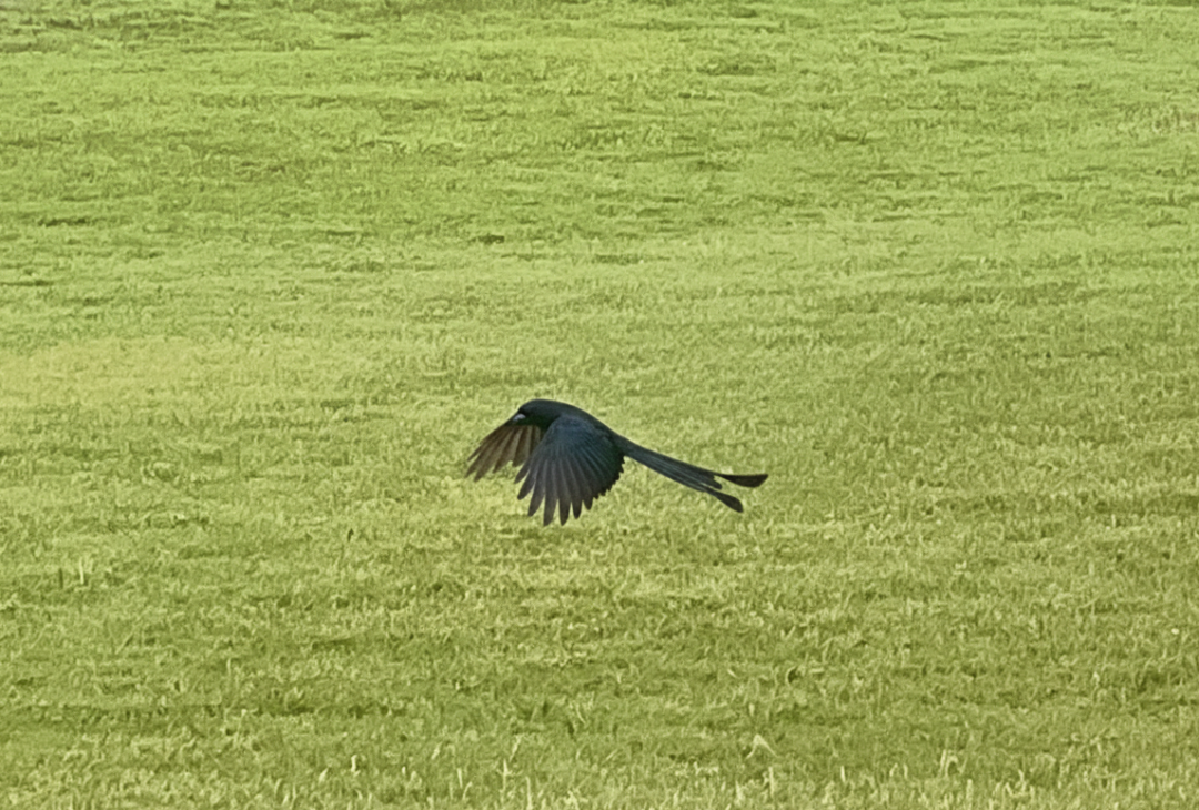 Gemini_Generated_Image_xu3x1qxu3x1qxu3x