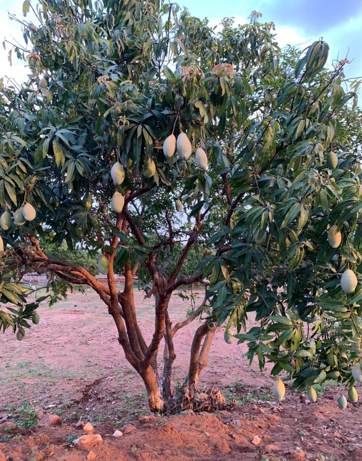 mangotree
