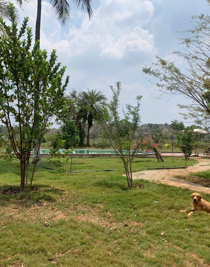 greenary on fruitbowl