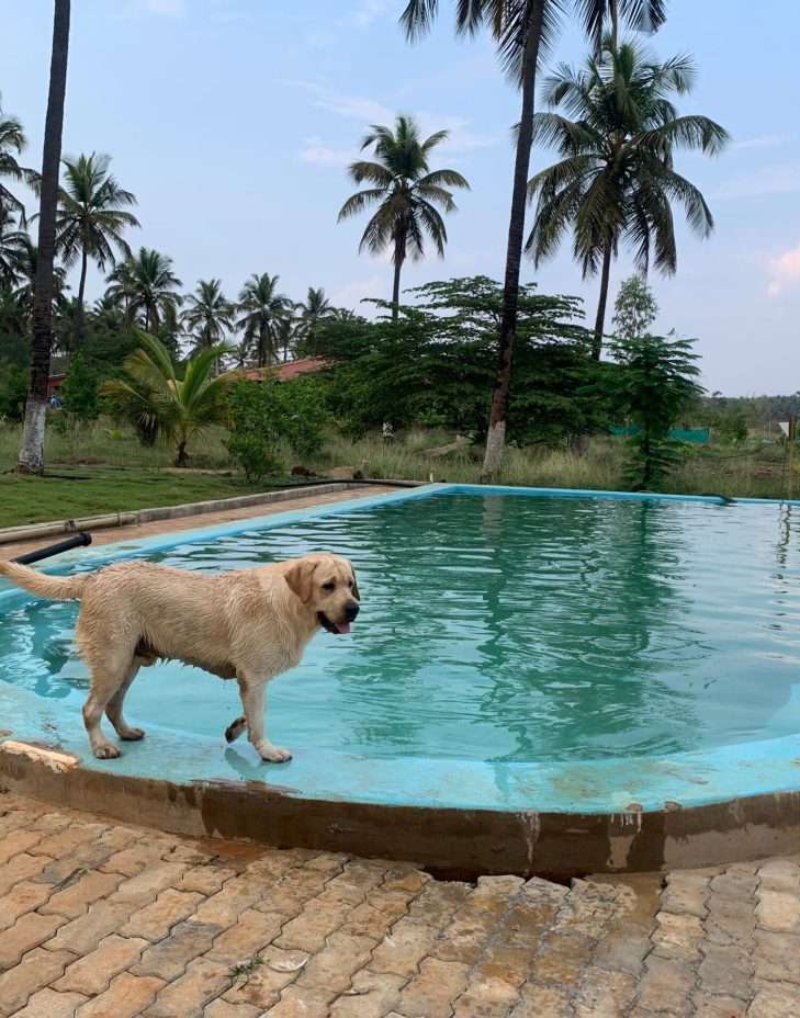 pet in pool