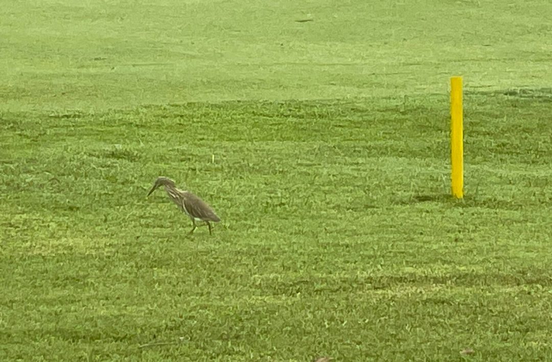 Indian Pond Heron (Ardeola grayii)