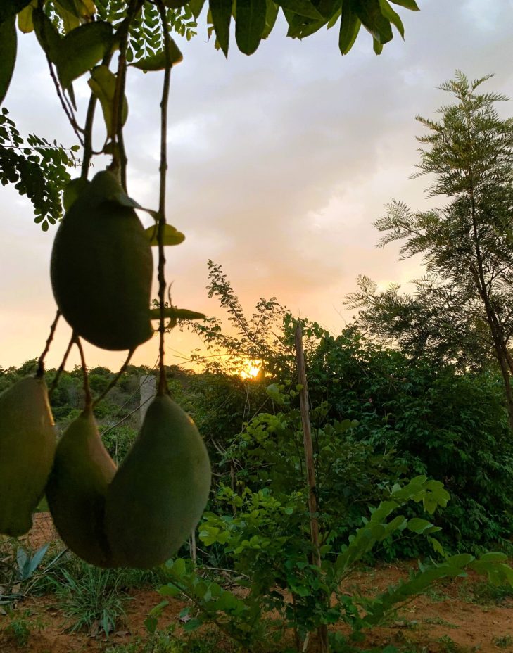 mango-tree-in-organic-farm-near-bangalore-scaled