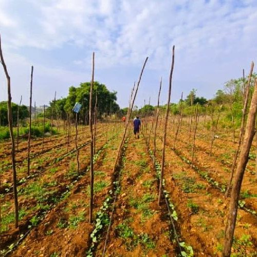Advantages and Disadvantages of Organic Farming in 2024
