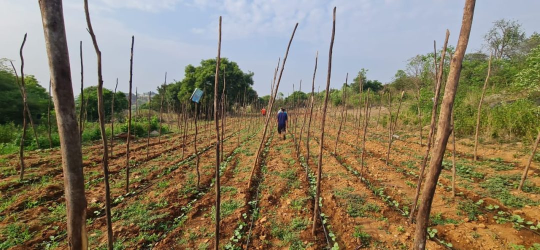 trek-thru-farm